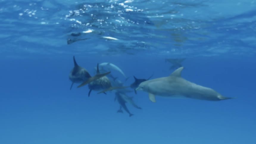 Dolphins are swimming and playing in the ocean during the day