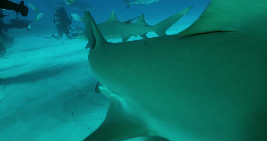 A diver sits on the floor of the ocean as sharks swim by