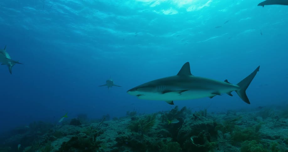 Sharks and fish swim in the ocean