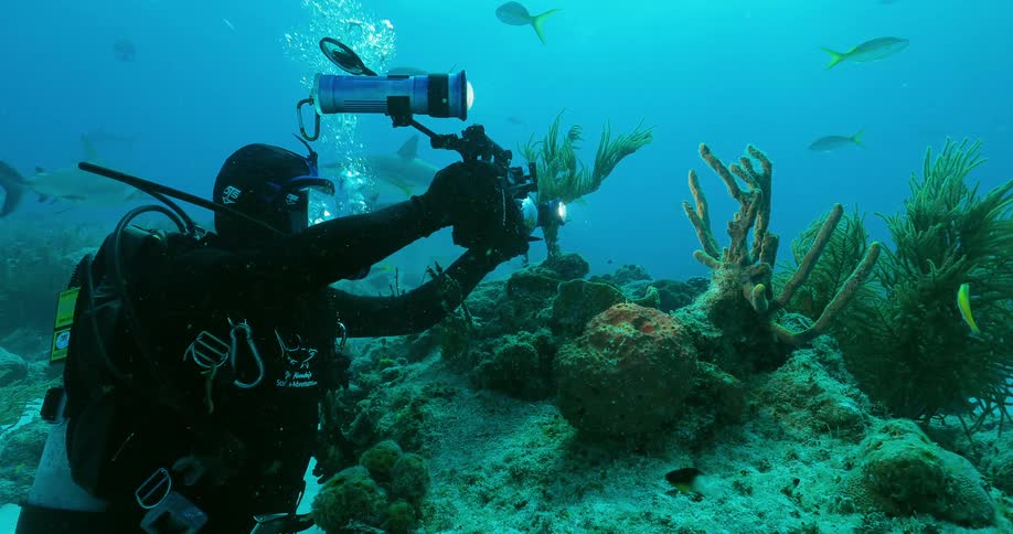 A diver photographs fish and sharks in the ocean