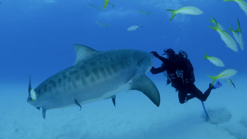 A diver pets a shark in the ocean