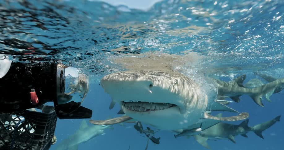 Sharks swim around chummed waters