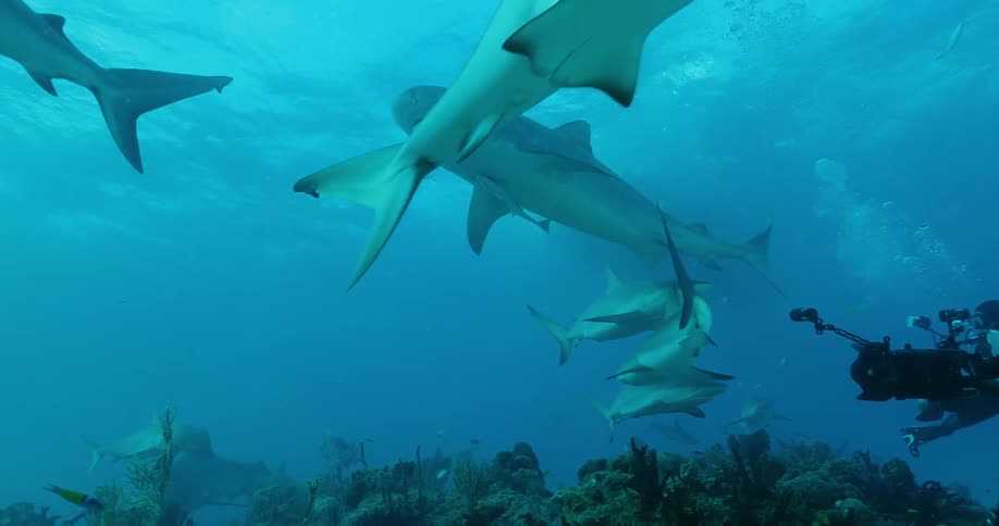Diver films sharks and fish underwater
