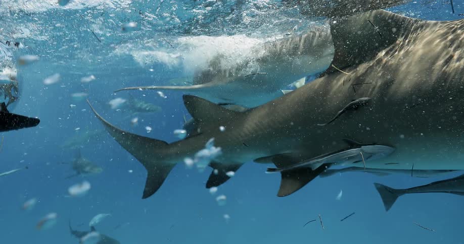 Sharks and fish swim in the ocean