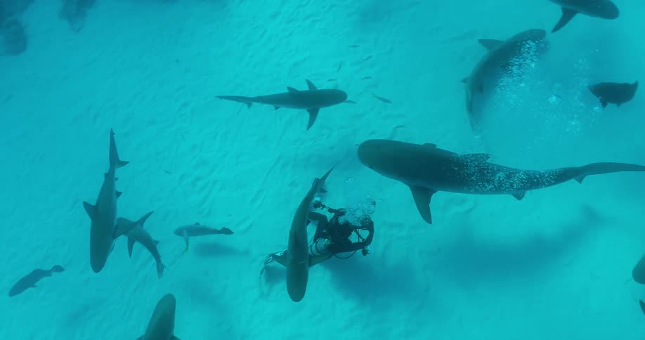A diver swims with sharks in the ocean