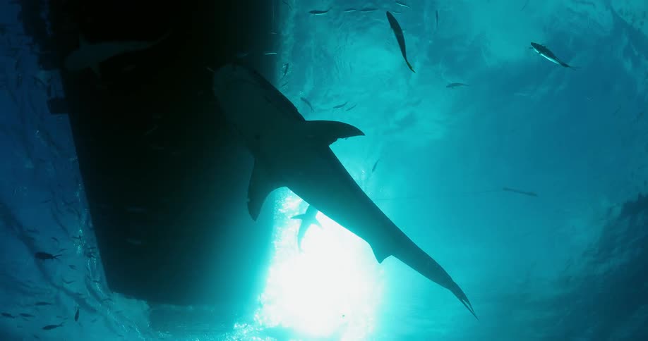 Sharks and fish swim under a boat