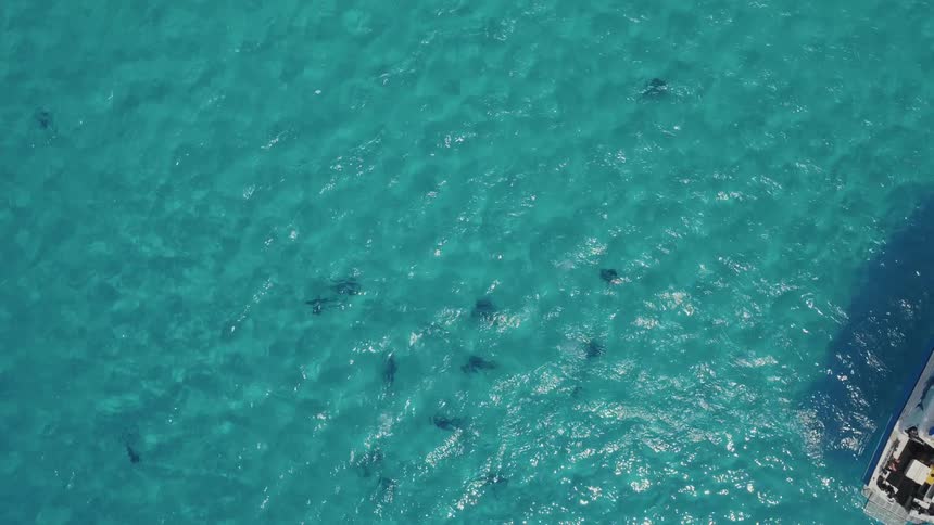 Several large marine animals swimming below the surface of the ocean with a boat nearby