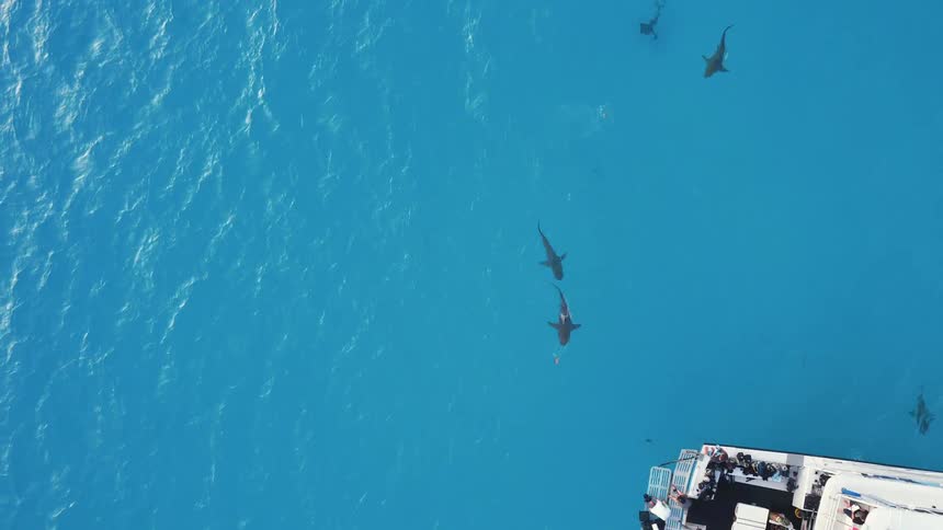 Dolphins swimming near the surface of the ocean near a boat with people on it