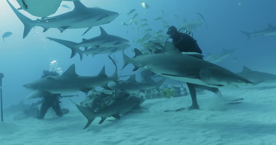 Divers swim with sharks and fish in the ocean