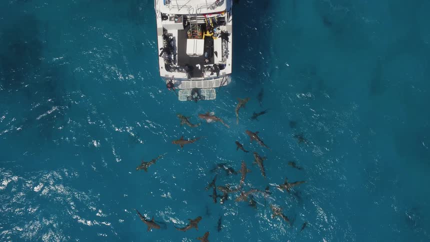 Sharks swarm near a boat in the ocean