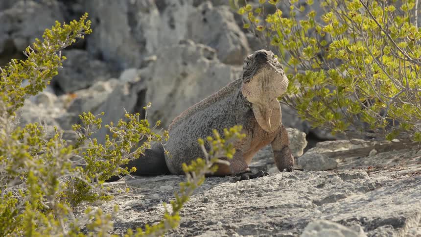 A large reptile sits still on the sand