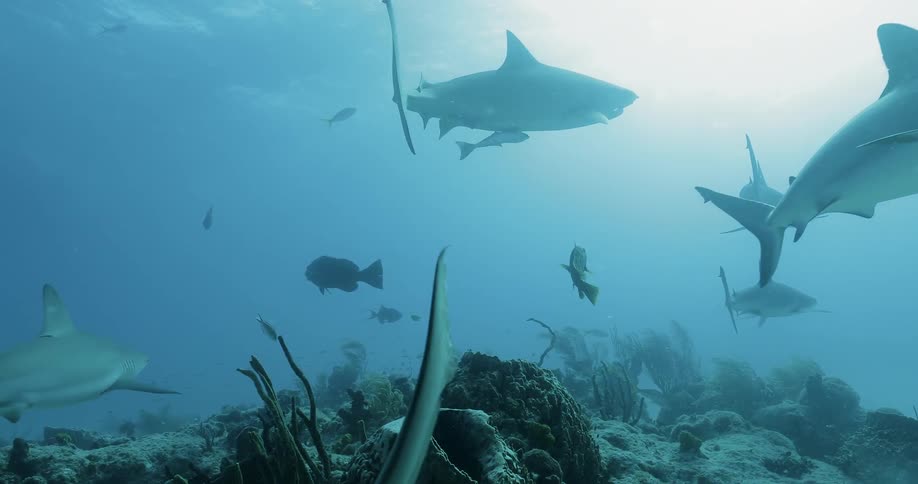 Sharks and fish swim at the bottom of the ocean