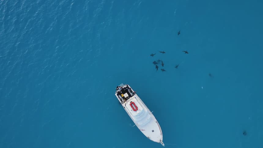 Sharks are circling near a boat floating in the ocean during the day