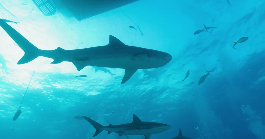 Sharks and fish swim beneath a boat in the ocean