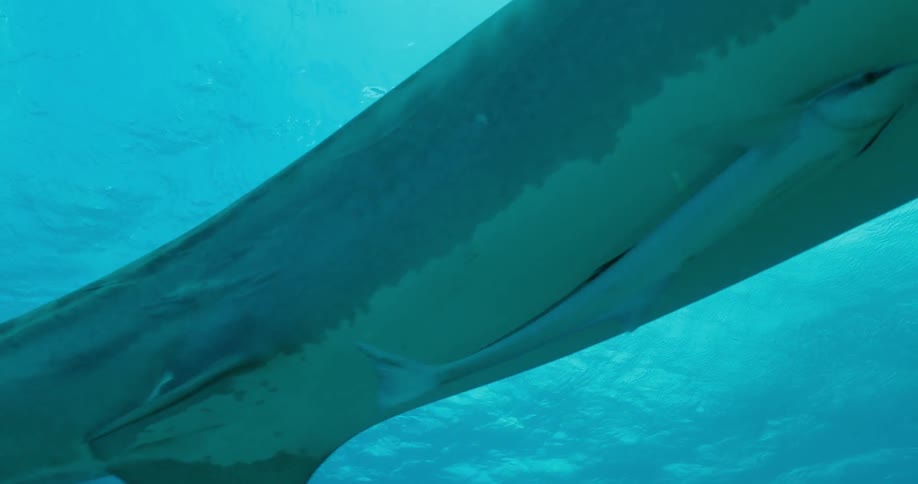 A shark and fish swim in the ocean