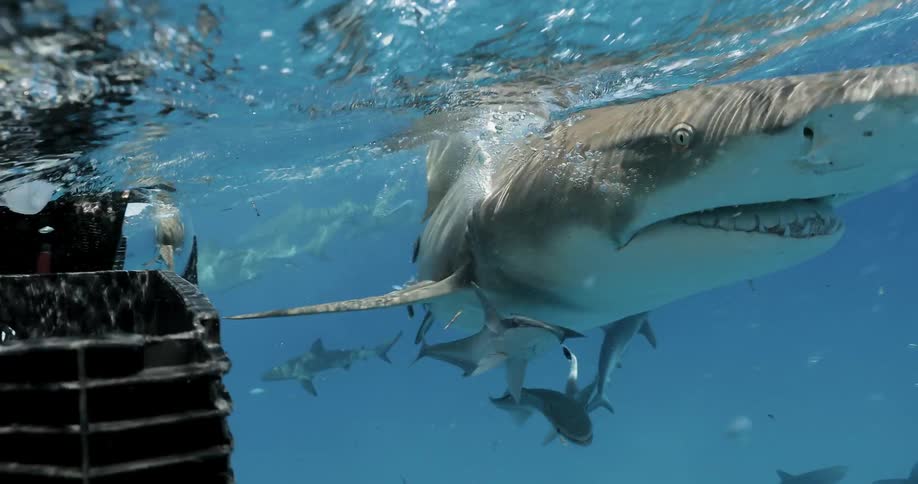 A shark bites at bait near a boat in the ocean