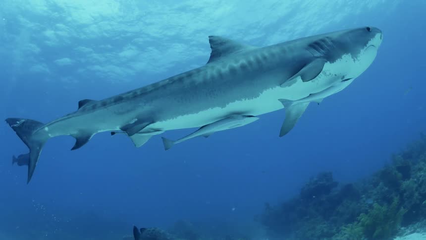Divers swim with sharks underwater