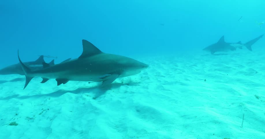 Sharks and fish swim in the ocean