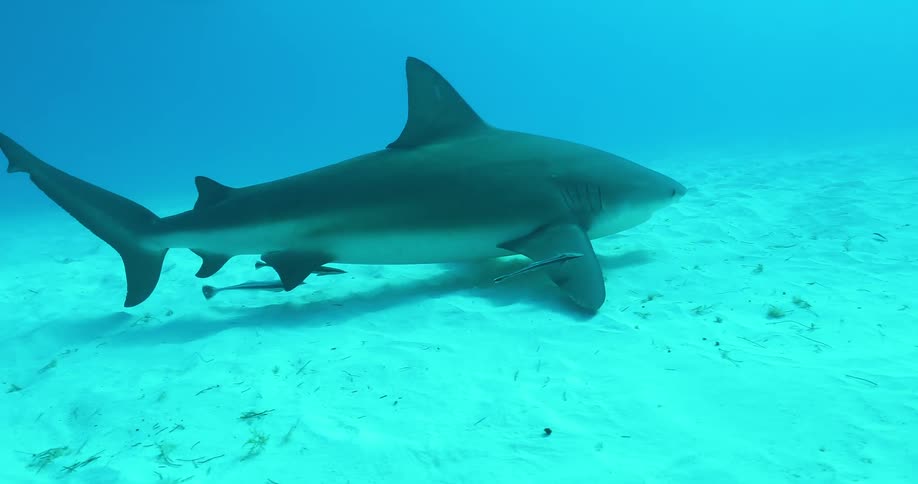 Sharks and fish swim in the ocean