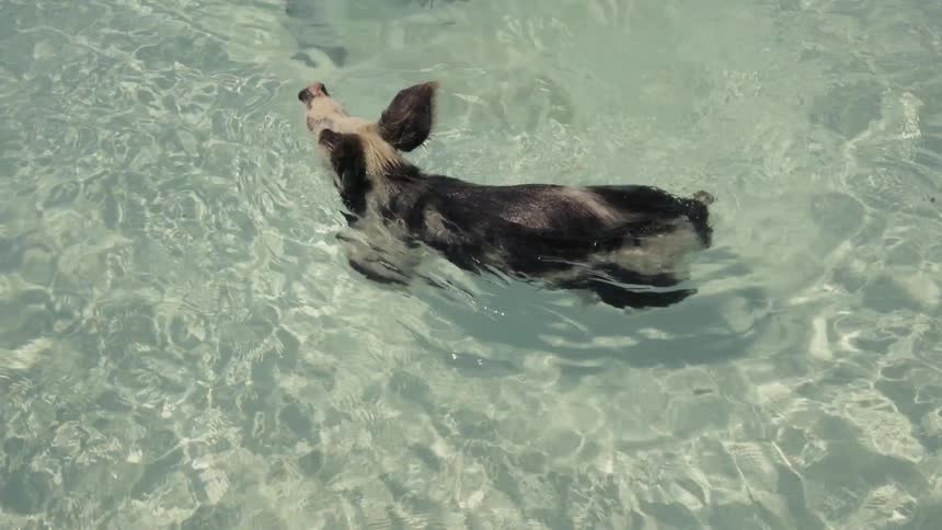 A snorkeler films a swimming pig on a beach