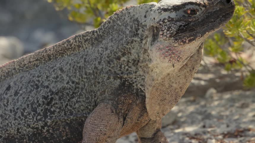 A large reptile sits still on the sand