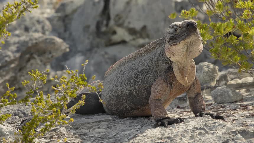A large reptile sits still on the sand