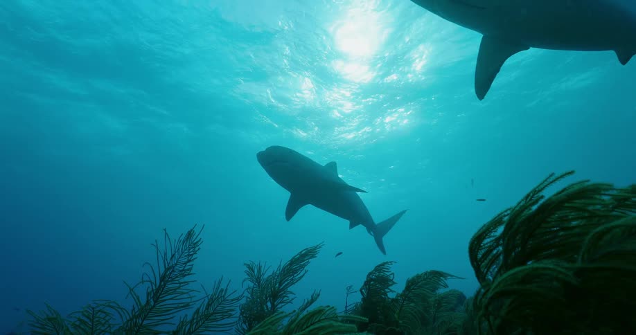 Sharks and fish swim in the ocean