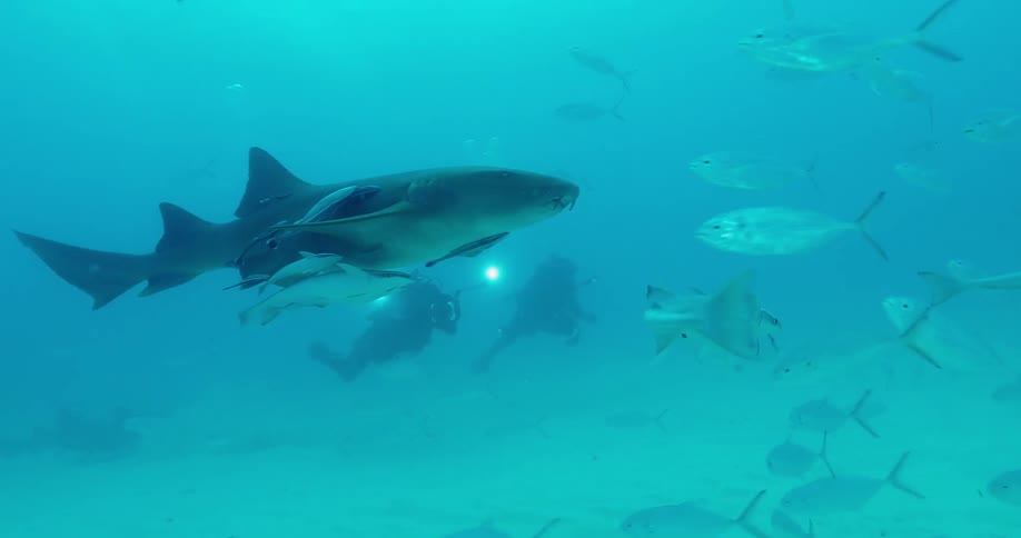 Divers are following a shark as it swims through a school of fish underwater during the day
