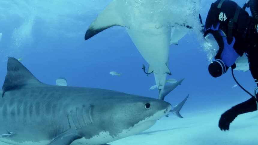 Divers swim with sharks in the ocean