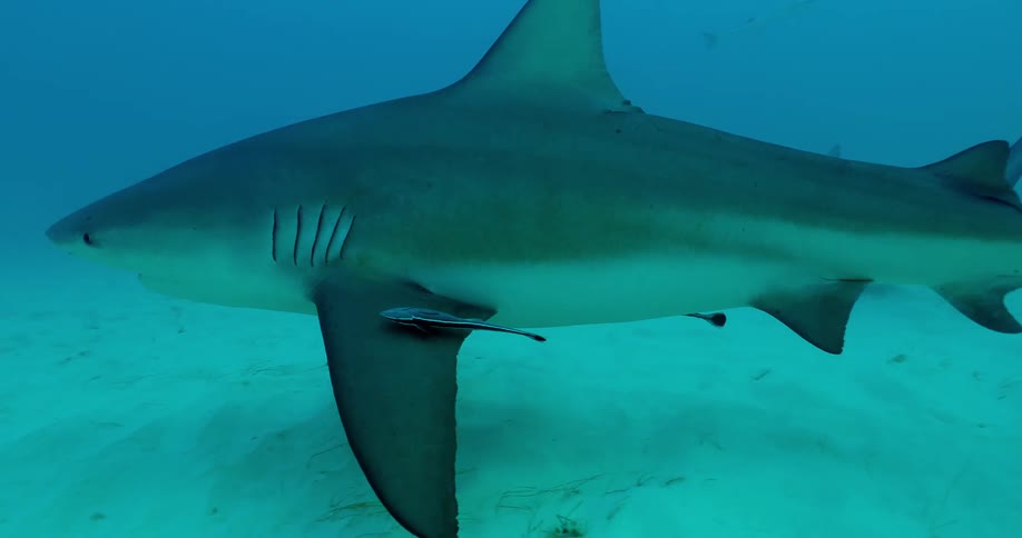A shark is swimming along the ocean floor during the day