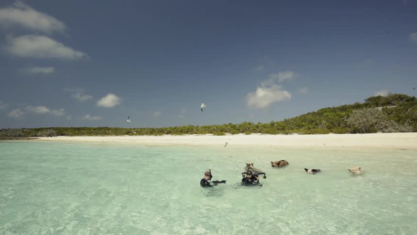 Snorkelers swim with pigs on a beach