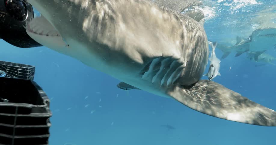 A shark swims and begins biting some creatures floating