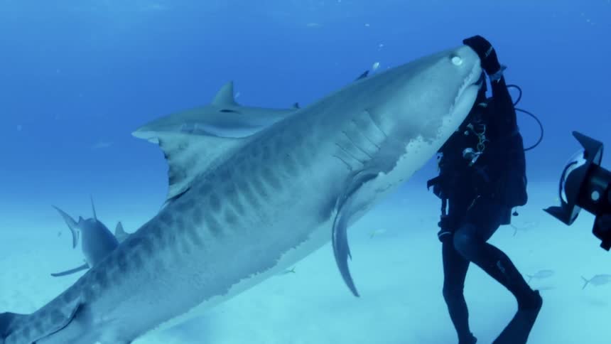 A diver pets the head of a shark
