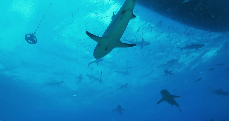 Sharks swim around a the bottom of a boat