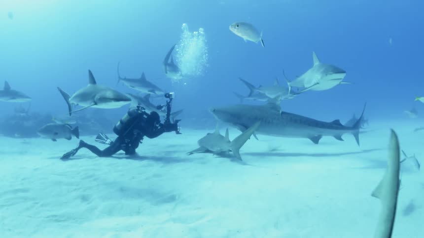 Many sharks and small fish swim around a scuba diver at the bottom of the ocean