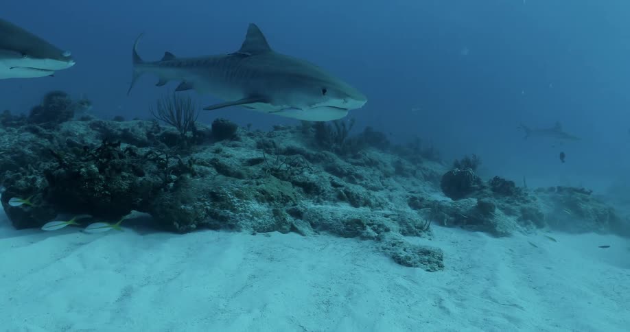 Sharks and fish swim in the ocean