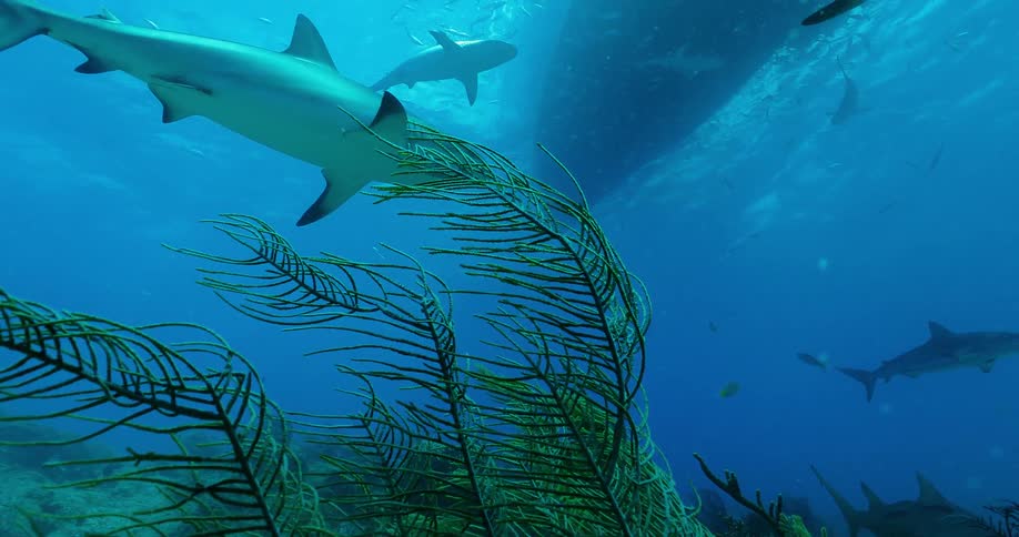 The plants on the ocean floor wave in the current as sharks swim above
