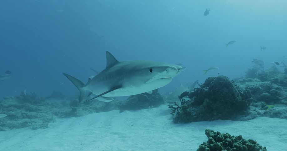 Sharks swimming in the ocean amongst other fish