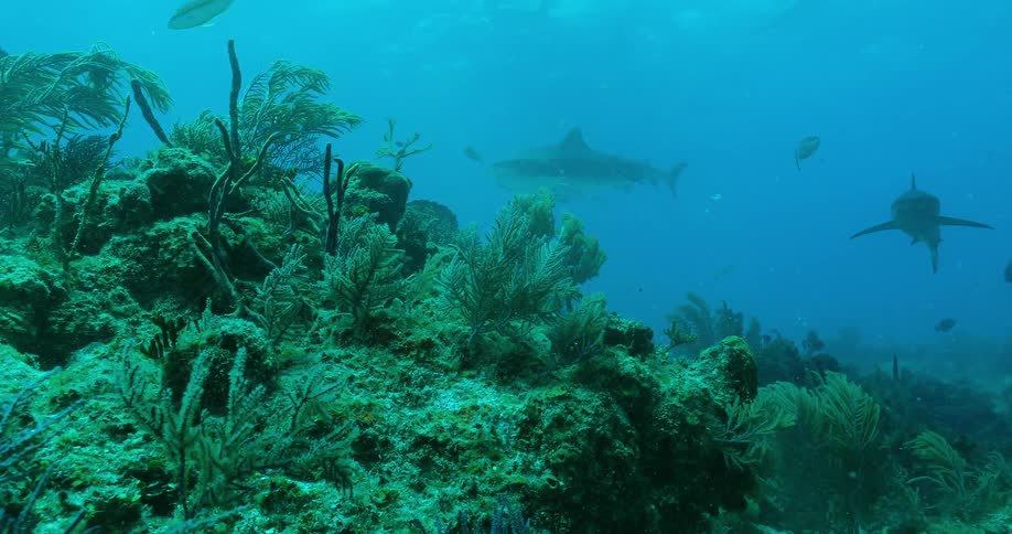 Sharks swimming near a reef