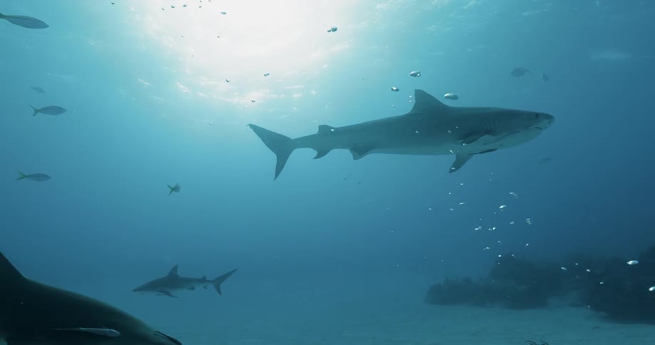 Sharks and fish swim in the ocean