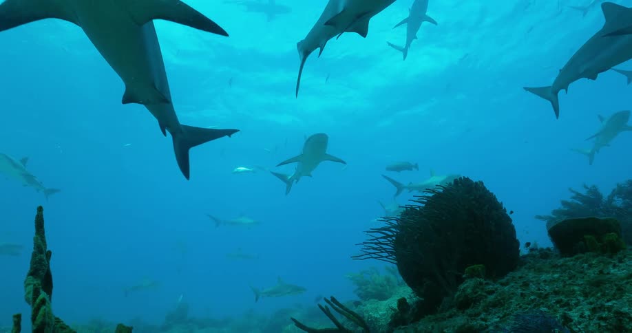 Sharks and fish swim in the ocean