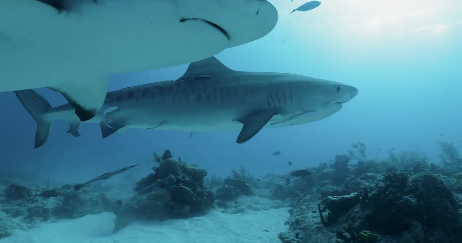Sharks and fish swim in the ocean