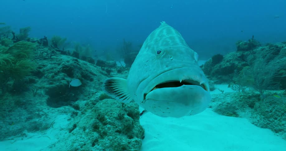 A fish swims in the ocean