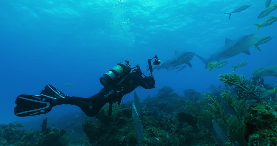 A diver is filming sharks as they swim over a reef underwater during the day