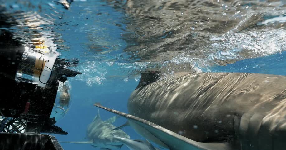 Sharks swim near a boat in the ocean