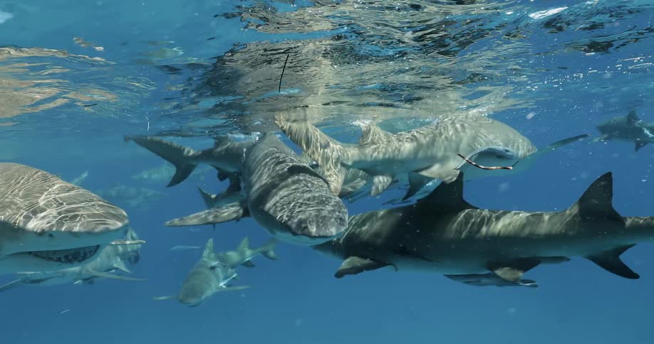Sharks swim just below the surface of the water