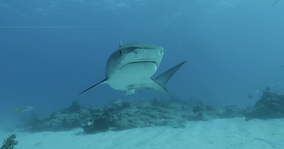 Sharks swimming amongst other fish in the ocean