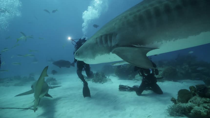 A diver photographs sharks and fish underwater