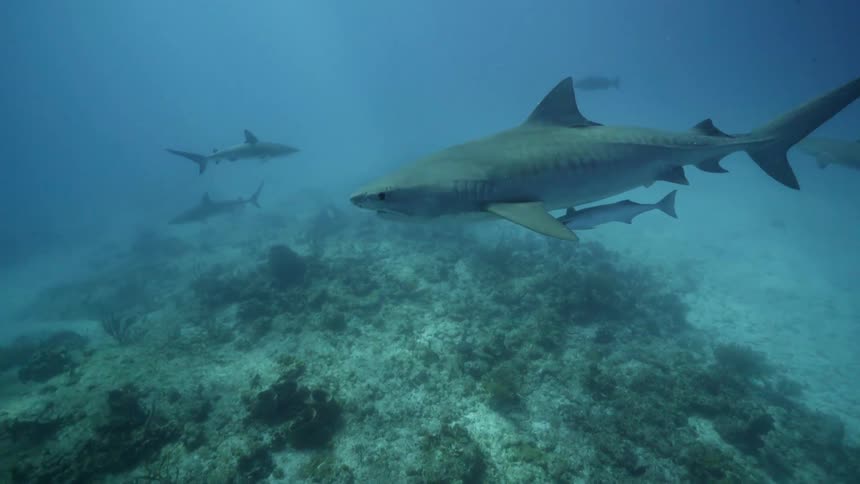 Sharks and fish swim in the ocean