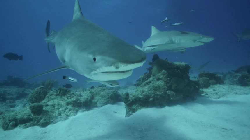 Sharks and fish swim near the ocean floor